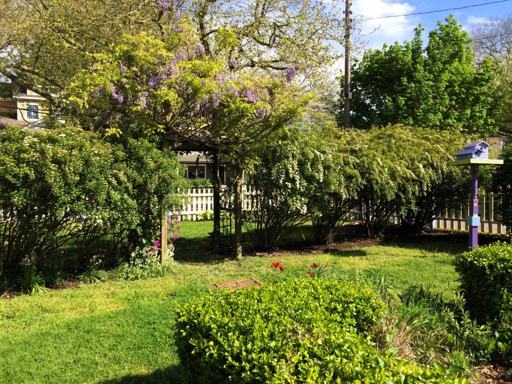 Front yard arbor with blooming wisteria separates the front and back garden areas.