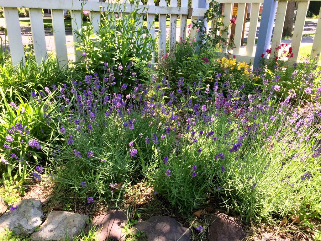 Lavender blooms in the front corner of garden