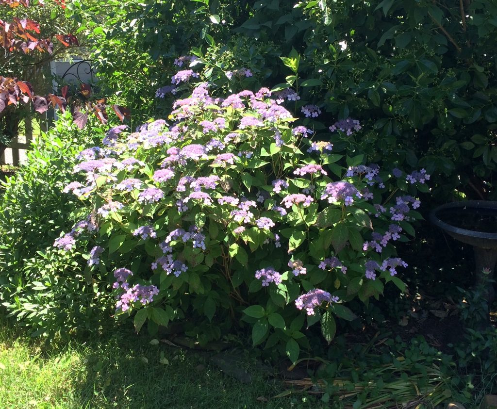 Colorful shrubs bloom for 3 season color