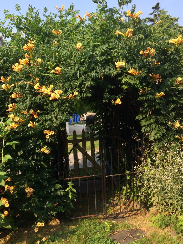 The golden yellow trumpet vine cascades over the trellis during the summer months